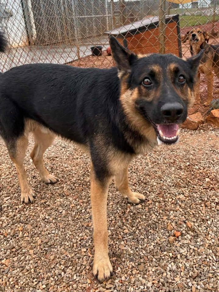 Kilo, a Adoptable mixed breed in Munfordville, KY image 1/2