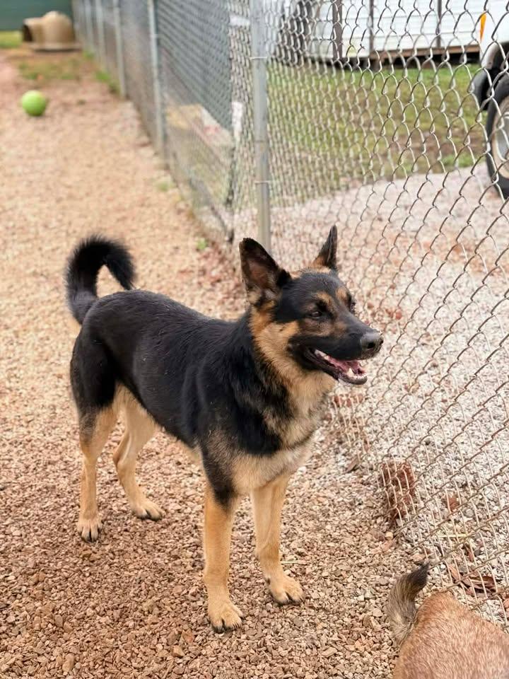 Kilo, a Adoptable mixed breed in Munfordville, KY image 2/2