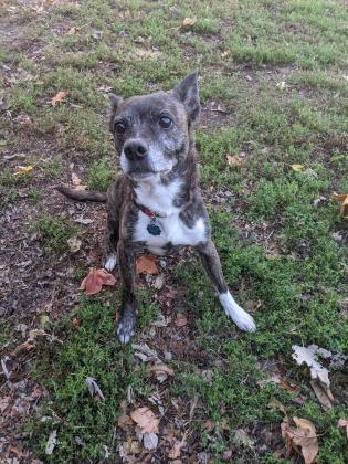 Enlarge Ginger, a Adoptable mixed breed in Newport, KY image 2/2
