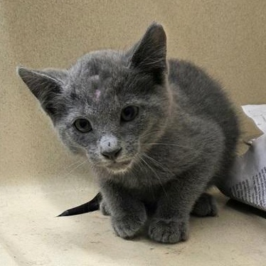 Enlarge Tajin, an adoptable Domestic Short Hair in Converse, TX image 1/1