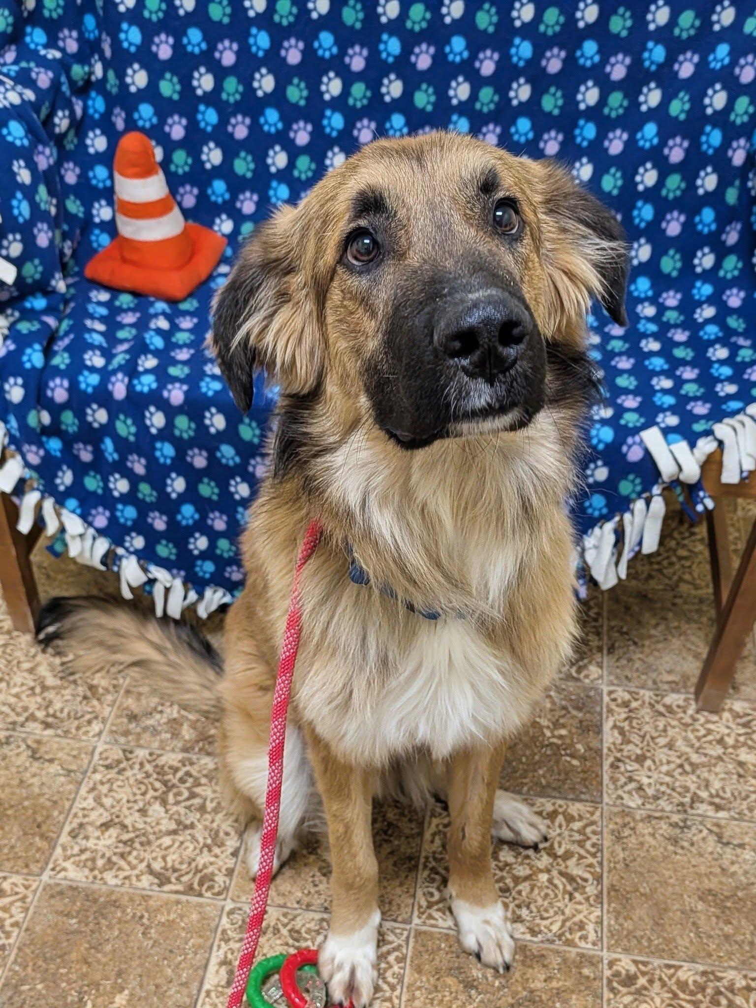 Enlarge Hank, an adopted mixed breed in Mauston, WI image 1/1