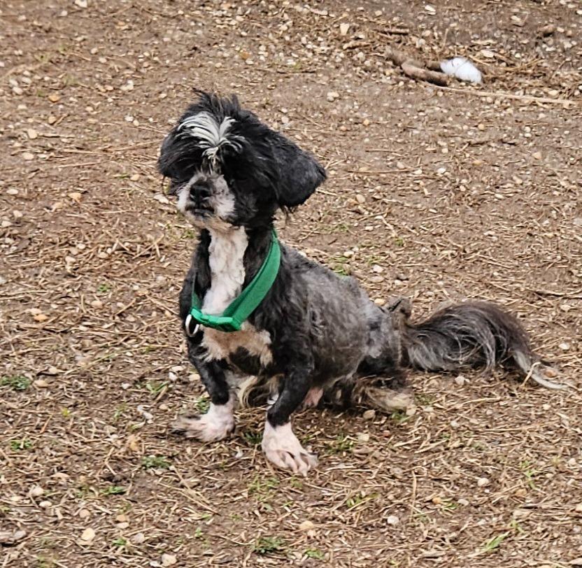 Koko, a Adopted Shih Tzu in Hardeeville, SC image 1/2