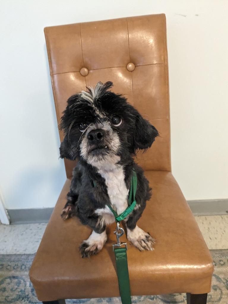 Koko, a Adopted Shih Tzu in Hardeeville, SC image 2/2