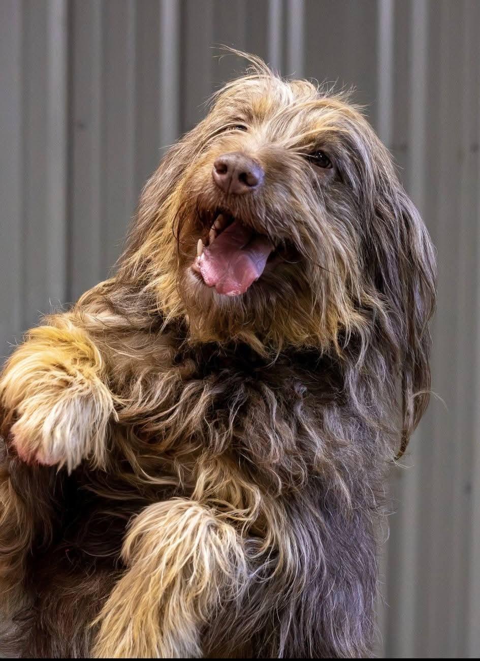 Nessa, ADOPTABLE, Adult Female Poodle & English Springer Spaniel.