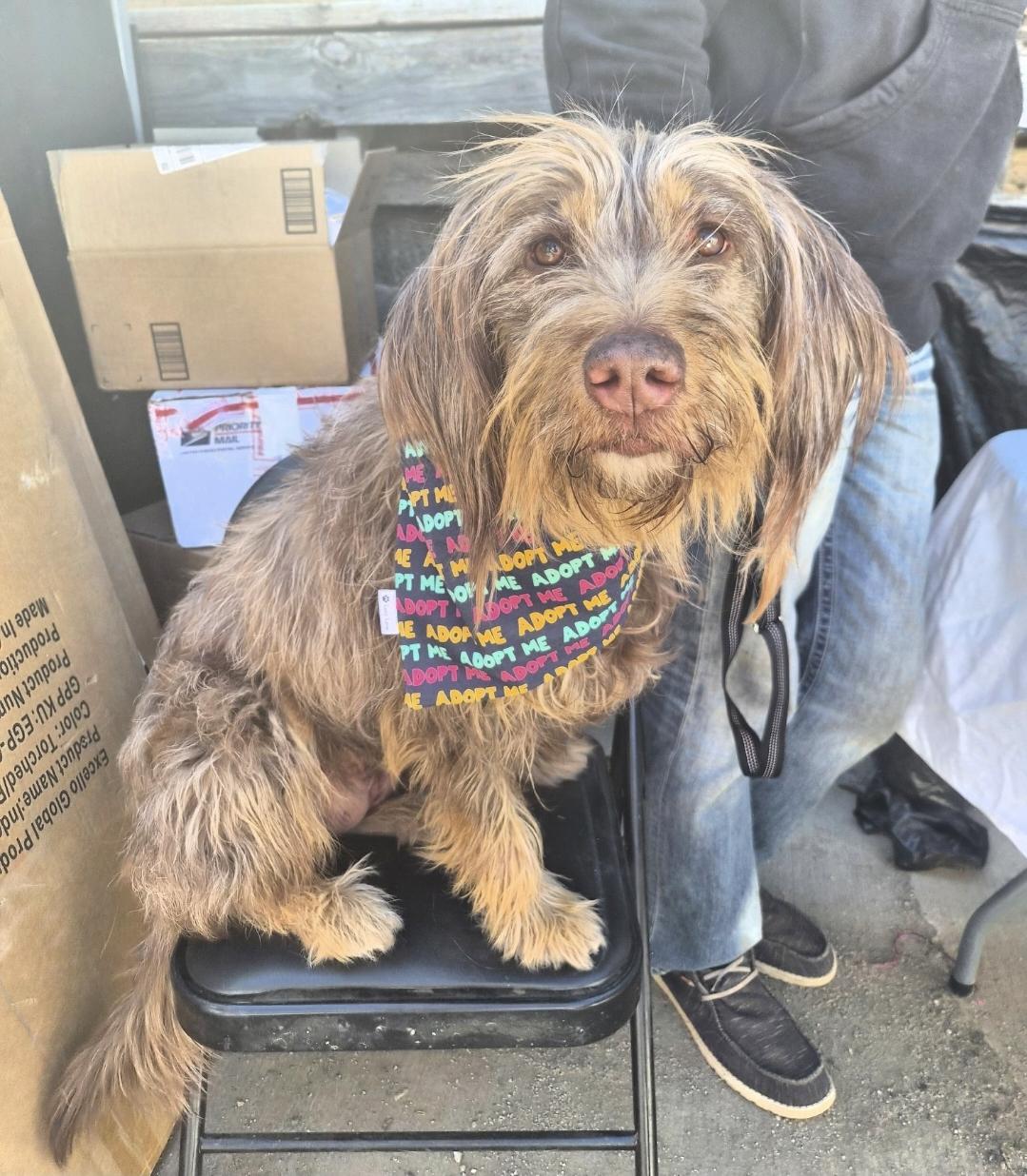 Enlarge Nessa, a ADOPTABLE mixed breed in Sawyer, ND image 4/6