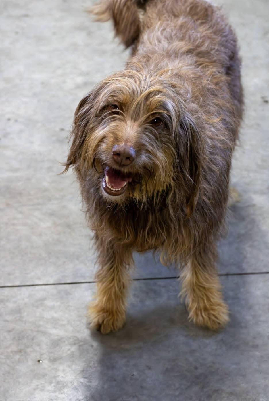 Enlarge Nessa, a ADOPTABLE mixed breed in Sawyer, ND image 2/6