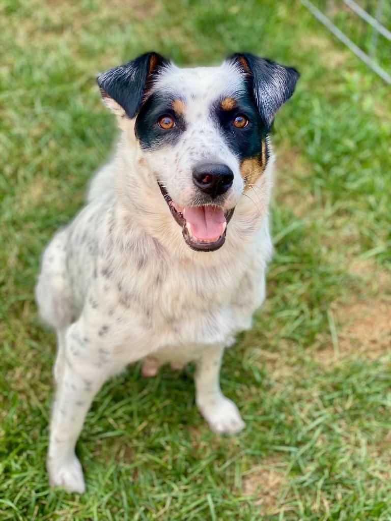Enlarge Delphine, a Adoptable mixed breed in Urbandale, IA image 1/3