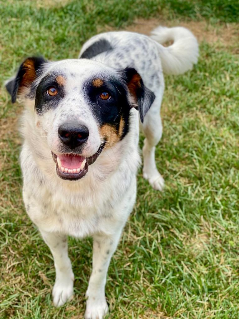 Enlarge Delphine, a Adoptable mixed breed in Urbandale, IA image 2/3