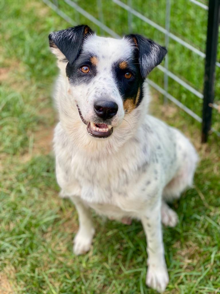 Enlarge Delphine, a Adoptable mixed breed in Urbandale, IA image 3/3