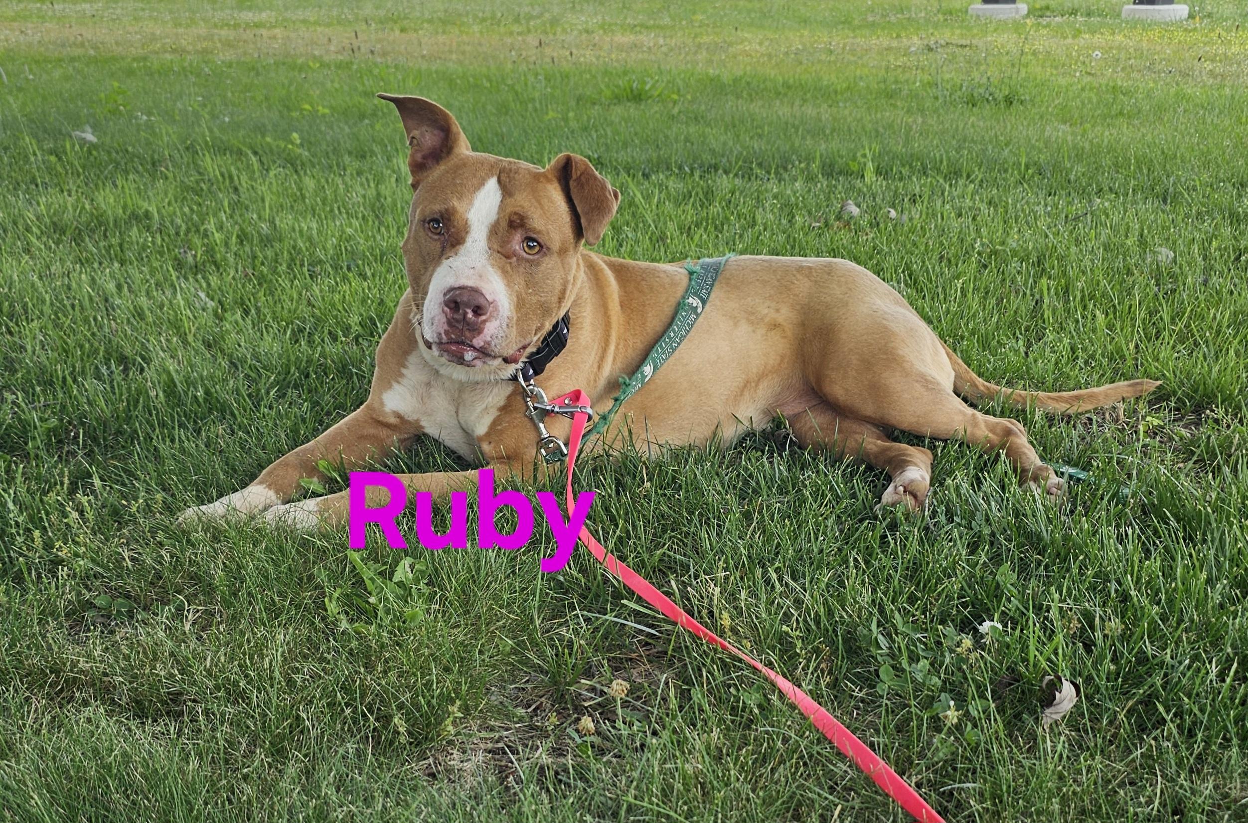 Ruby, Adoptable, Adult Female American Staffordshire Terrier.