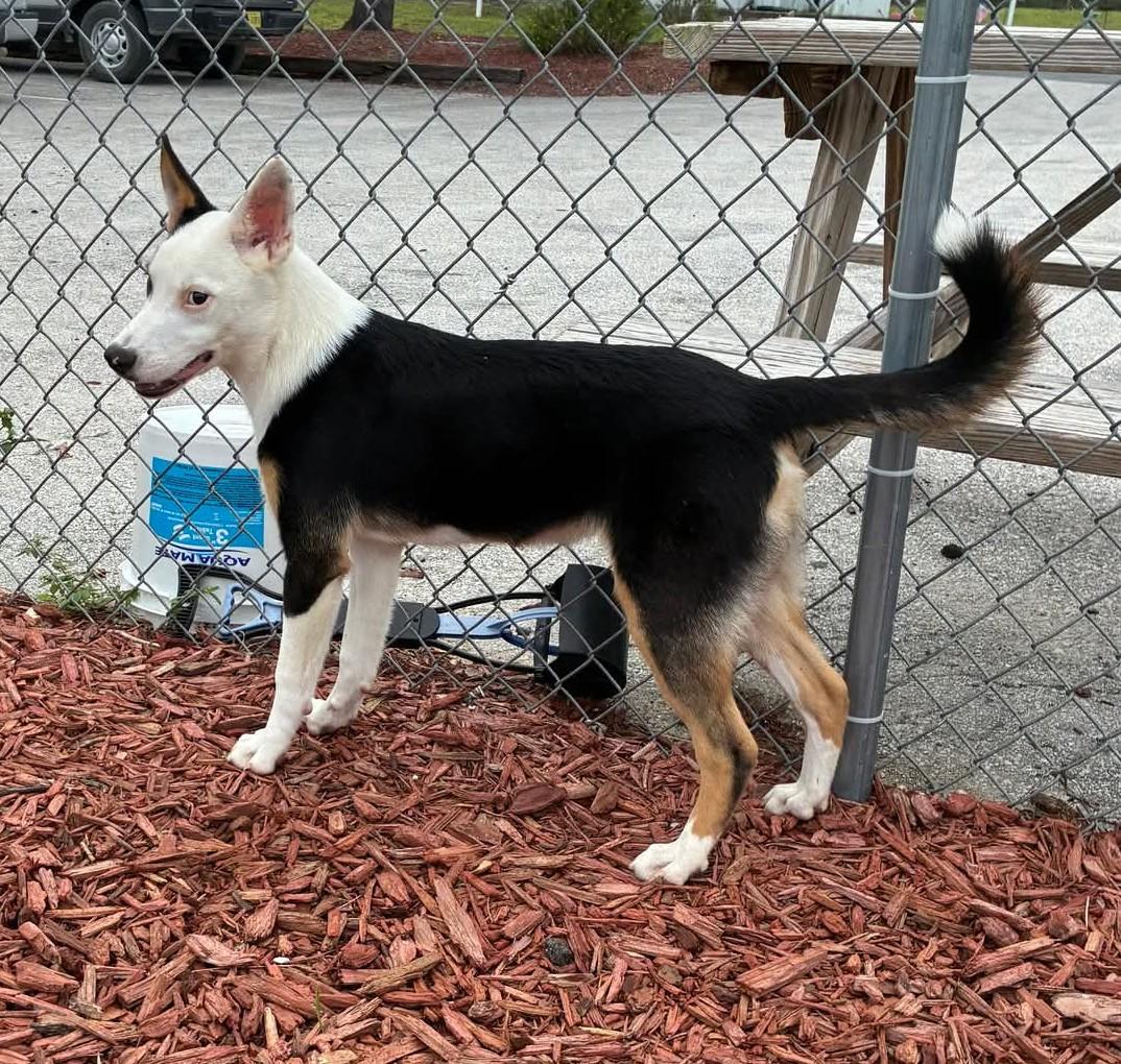 PEANUT, Adoptable, Young Male Border Collie.