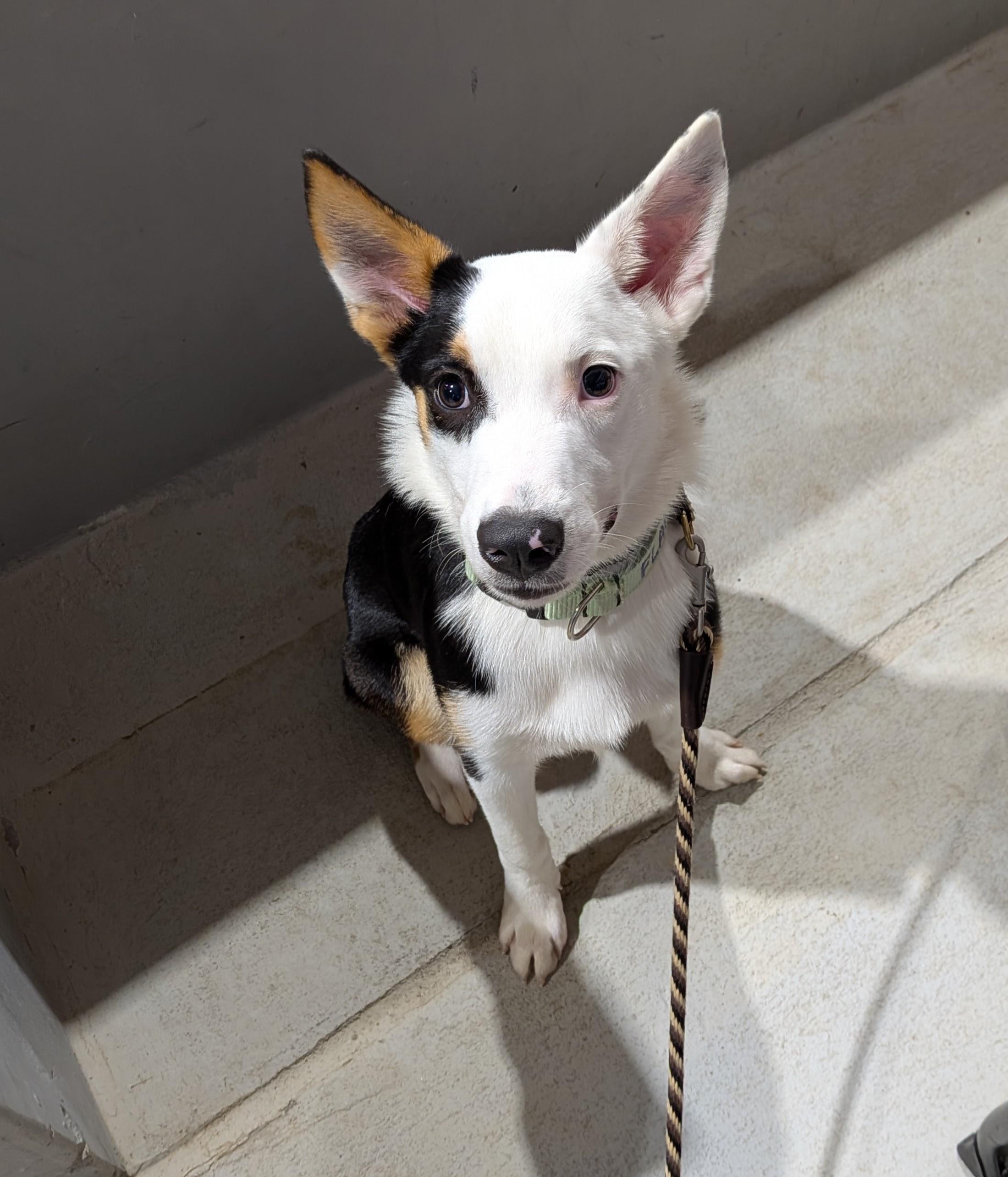 Enlarge PEANUT, a Adoptable mixed breed in Bradenton, FL image 2/2
