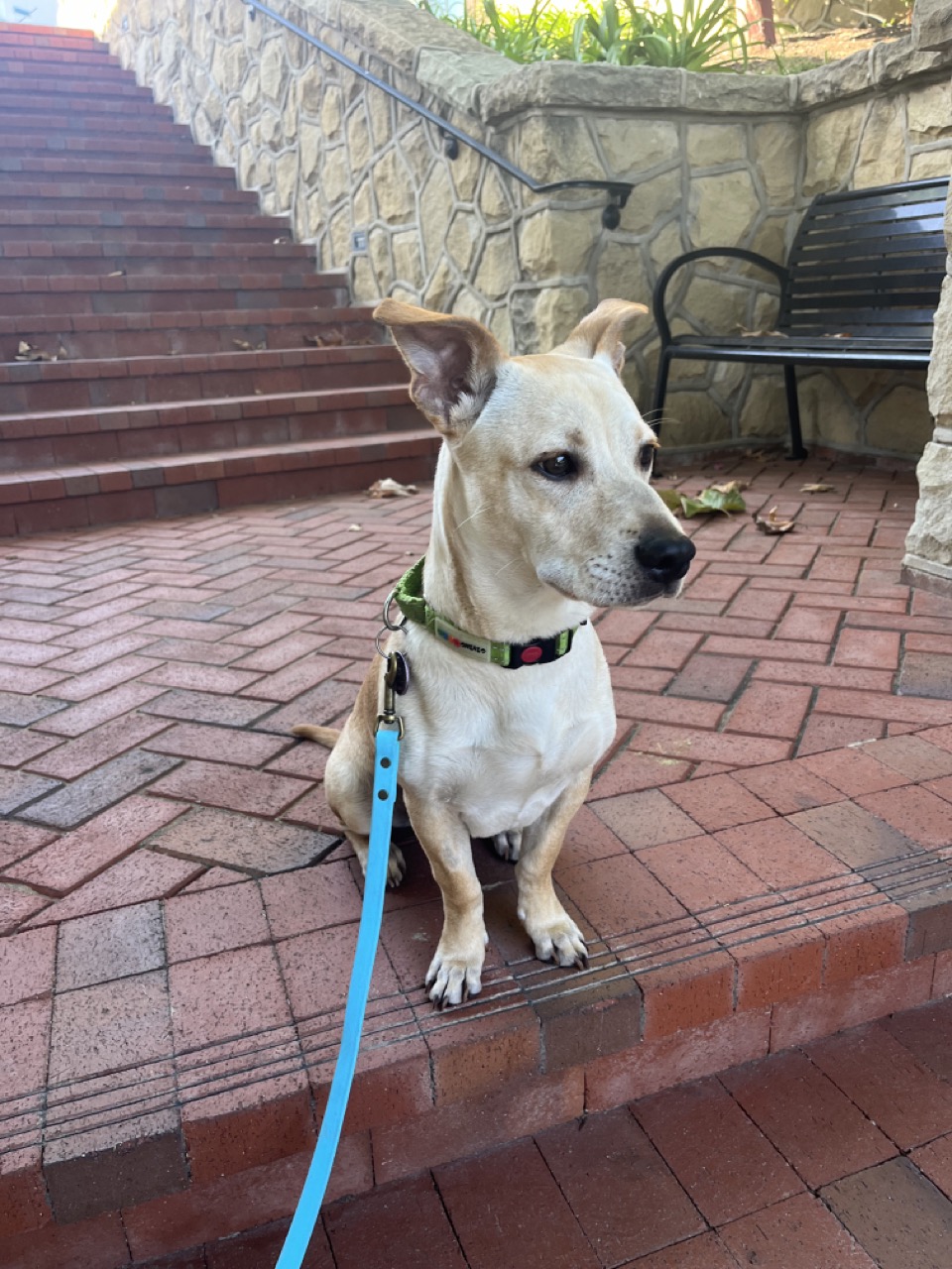 Dog for adoption Travis, a Yellow Labrador Retriever & Basset Hound