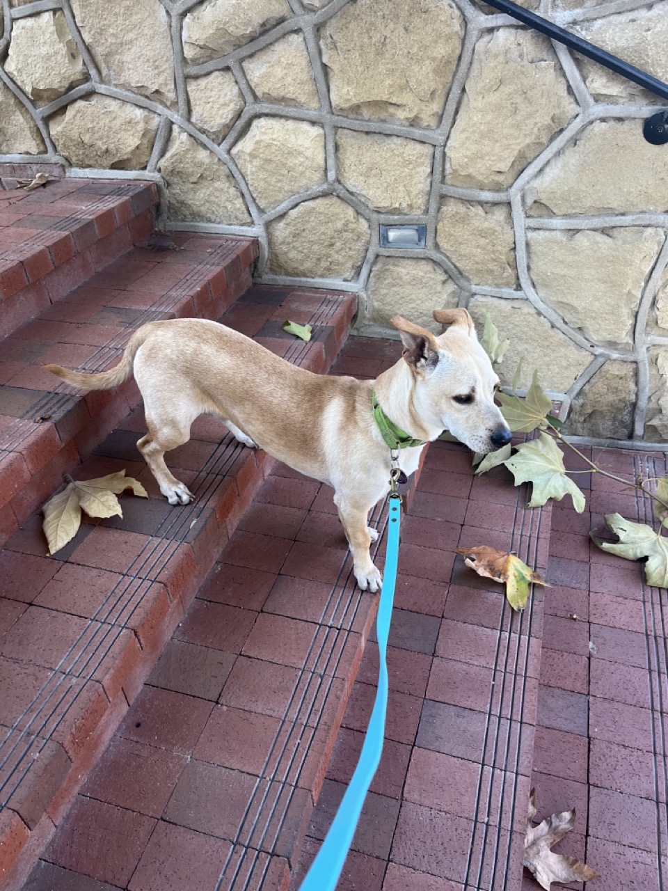 Dog for adoption Travis, a Yellow Labrador Retriever & Basset Hound