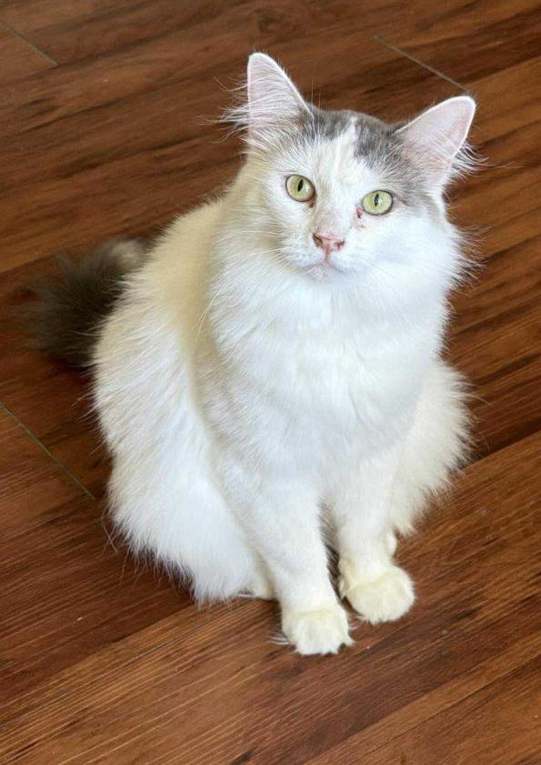 April, Adoptable, Adult Female Domestic Medium Hair.