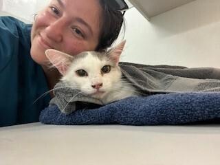 Enlarge April, a Adoptable Domestic Medium Hair in Clarksville, TN image 2/6