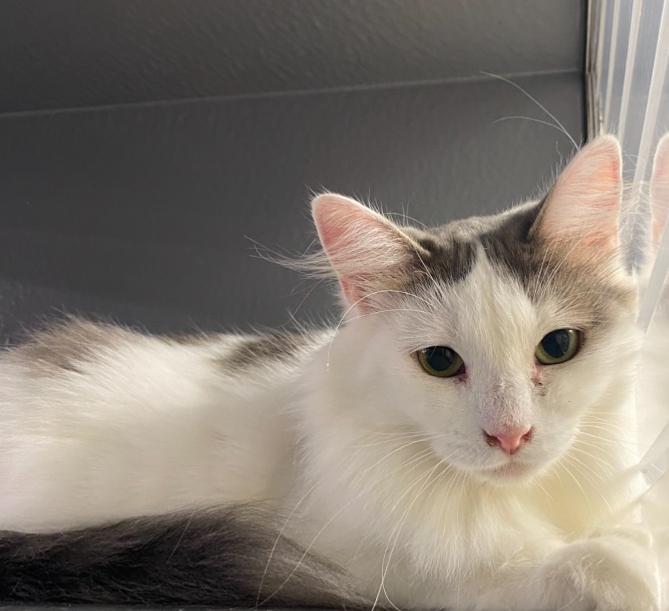 Enlarge April, a Adoptable Domestic Medium Hair in Clarksville, TN image 3/6