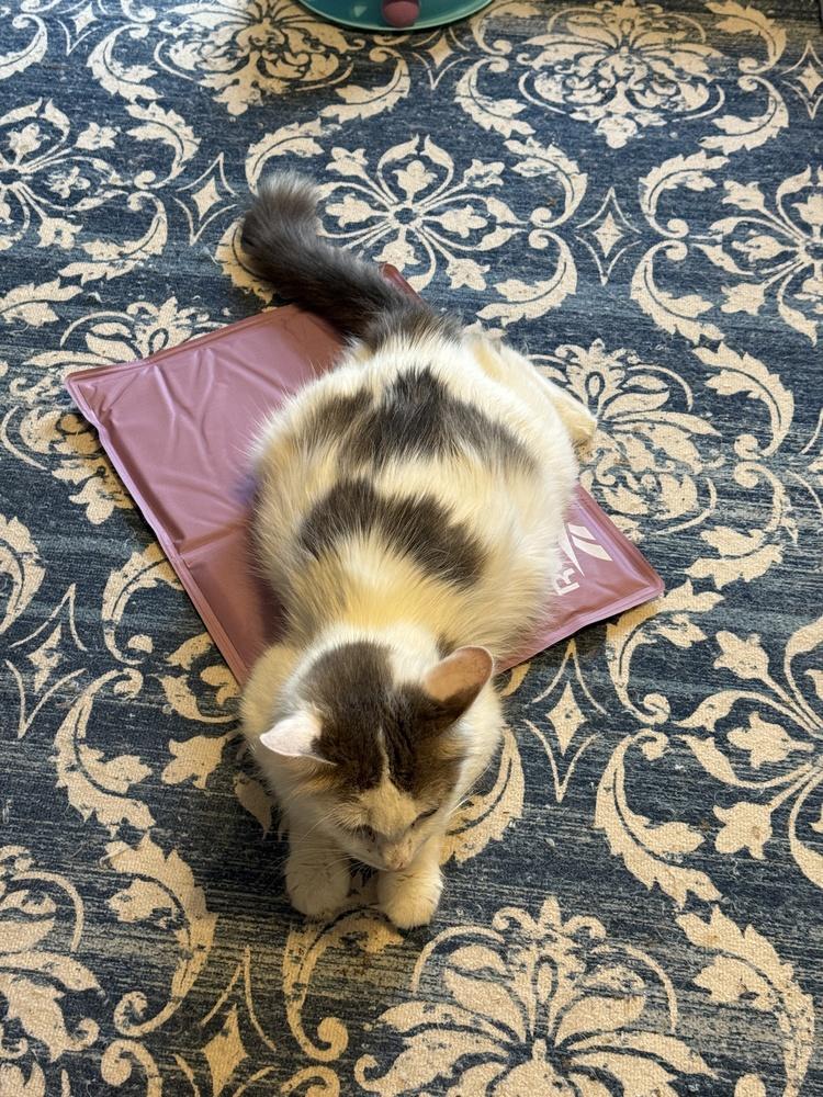 Enlarge April, a Adoptable Domestic Medium Hair in Clarksville, TN image 4/6