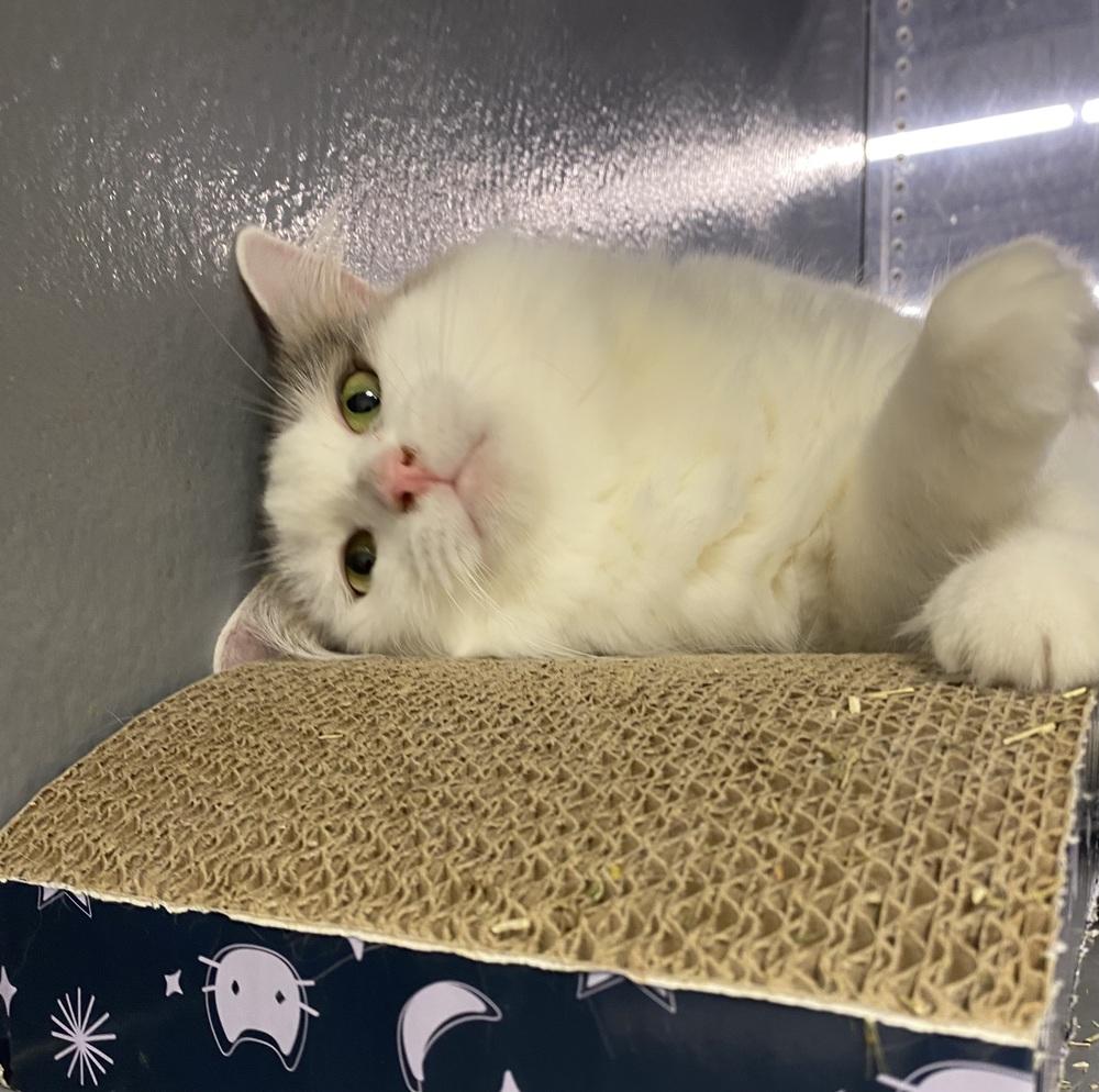 Enlarge April, a Adoptable Domestic Medium Hair in Clarksville, TN image 5/6