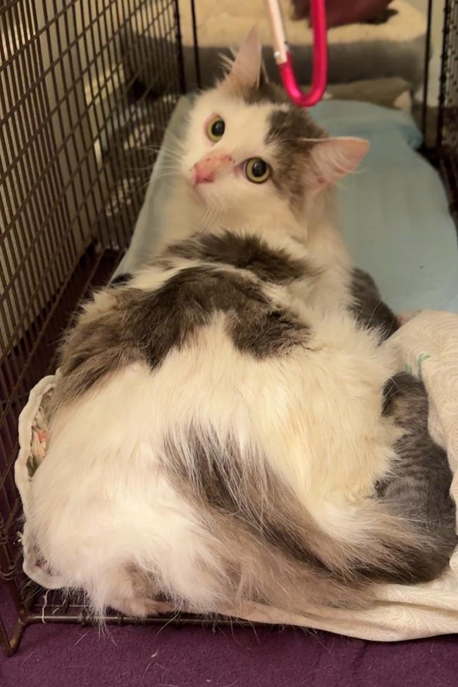 Enlarge April, a Adoptable Domestic Medium Hair in Clarksville, TN image 6/6