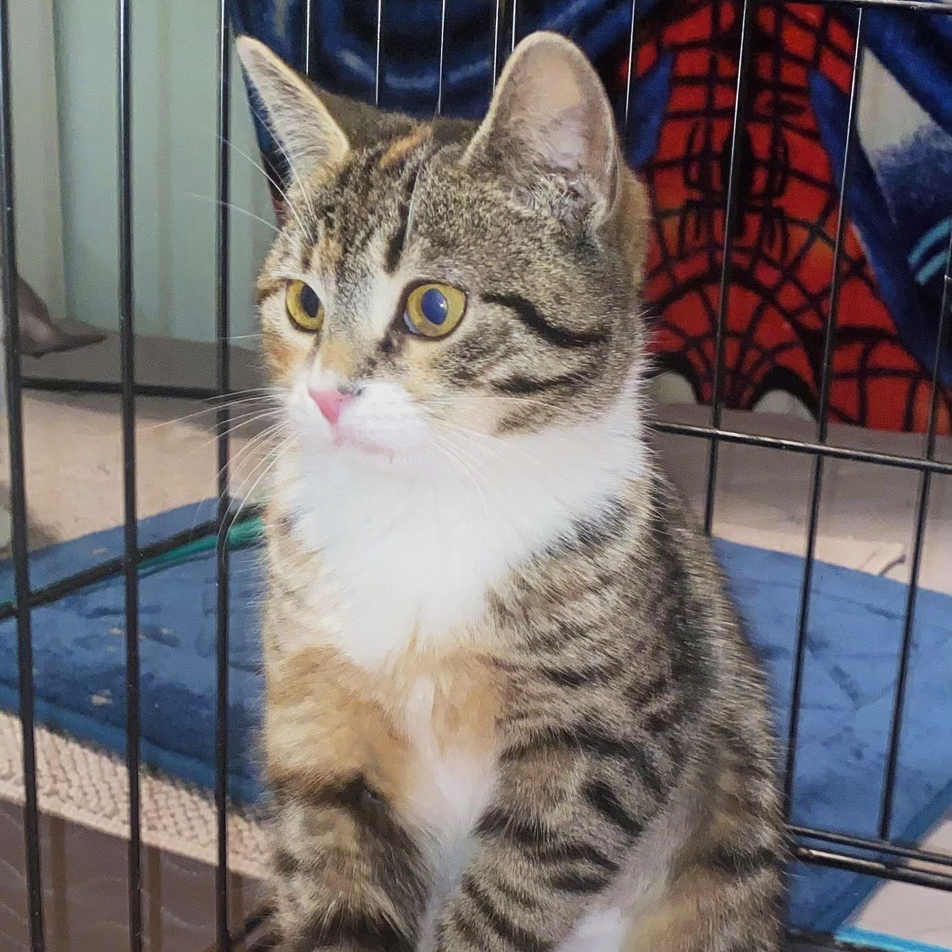 Enlarge Latte, an adopted Tabby in Brooklyn, NY image 1/1