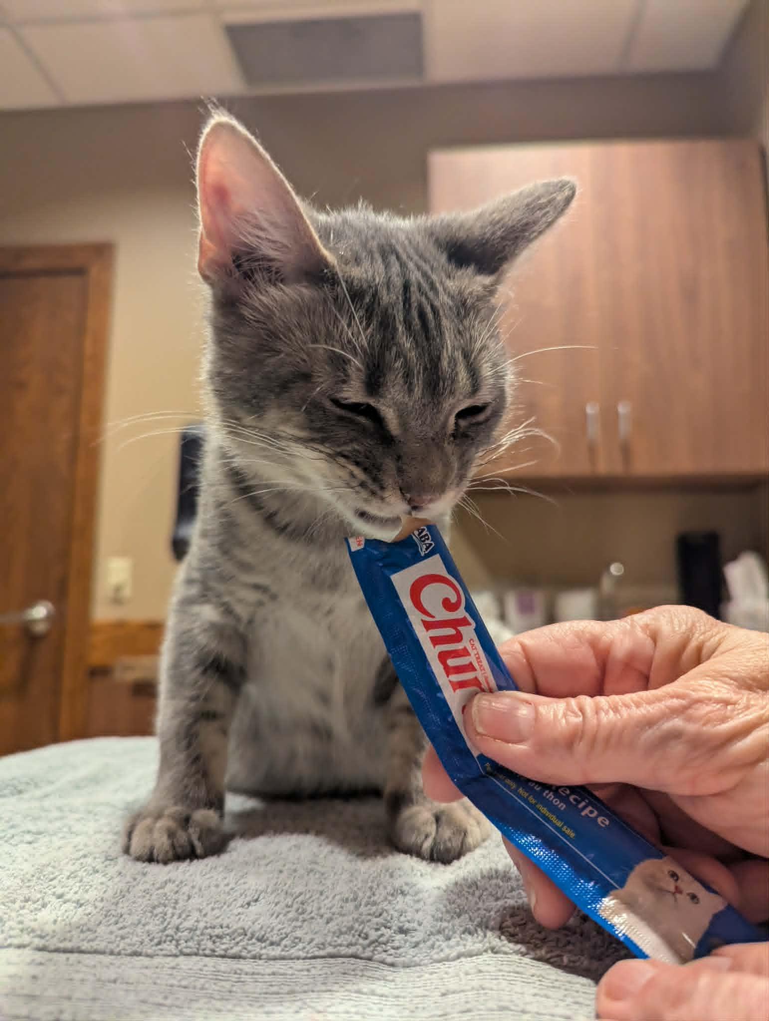 Enlarge Phillip, a ADOPTABLE Domestic Short Hair in Little Falls, MN image 5/5