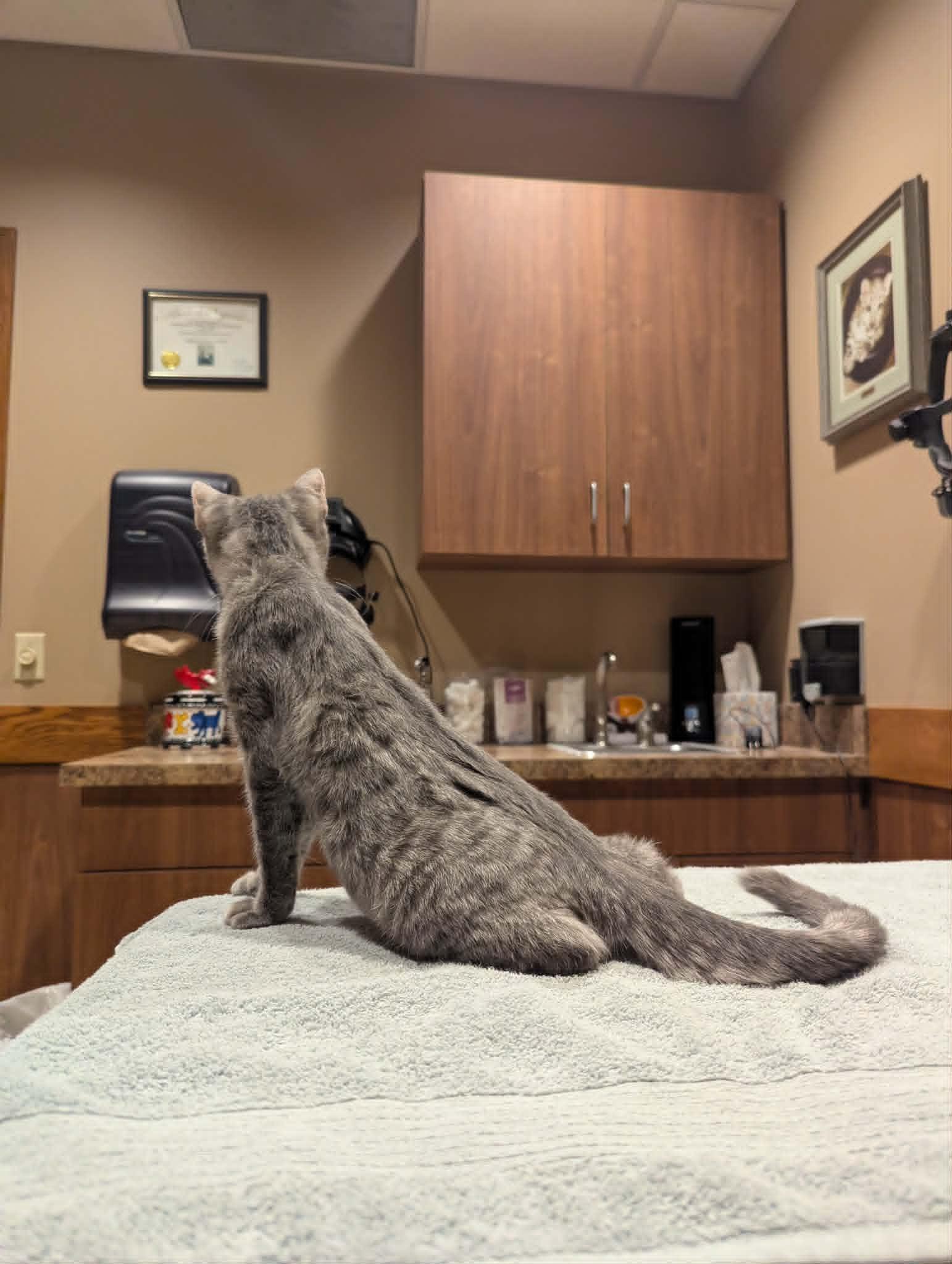 Enlarge Phillip, a ADOPTABLE Domestic Short Hair in Little Falls, MN image 3/5