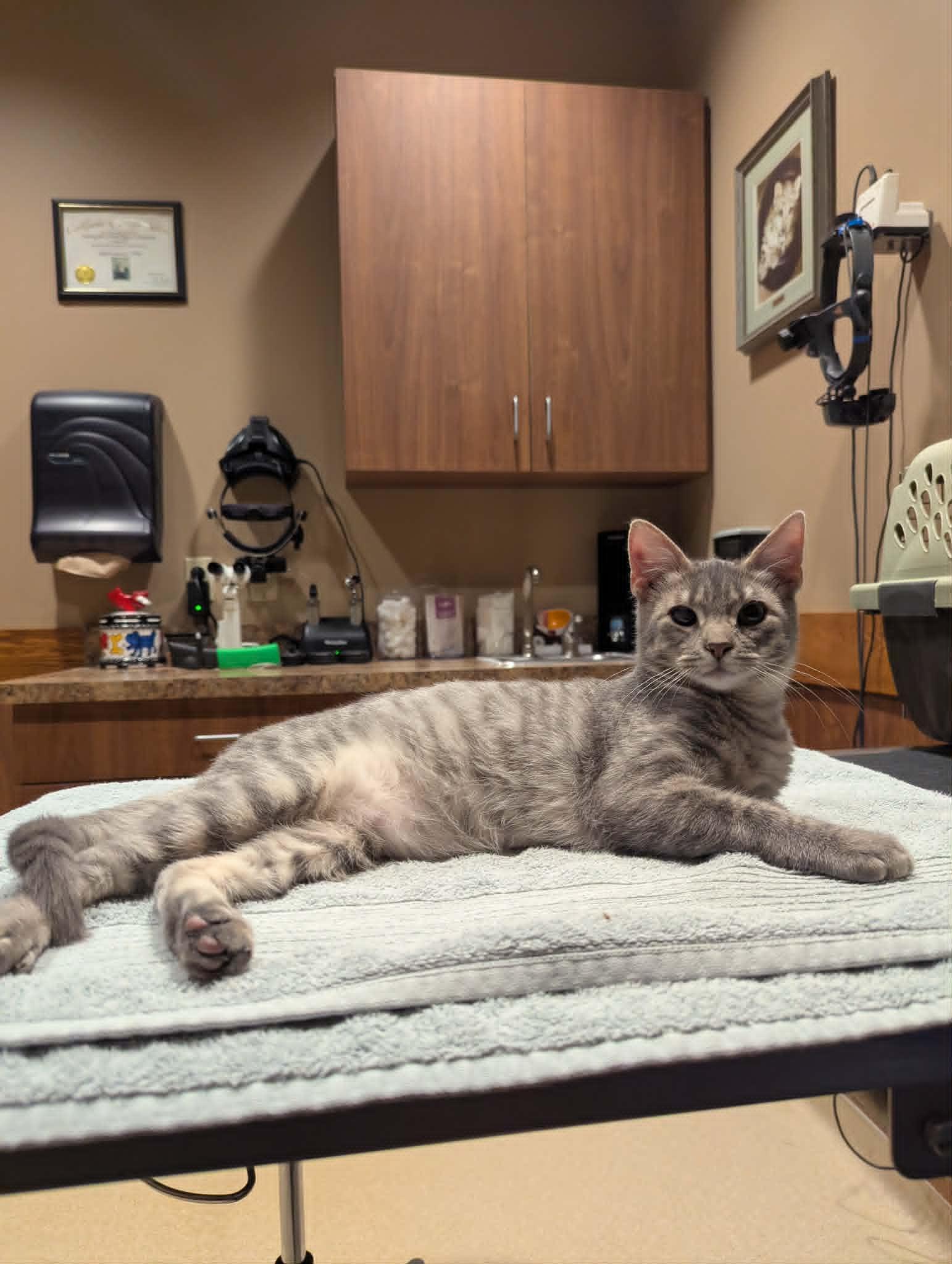 Enlarge Phillip, a ADOPTABLE Domestic Short Hair in Little Falls, MN image 4/5