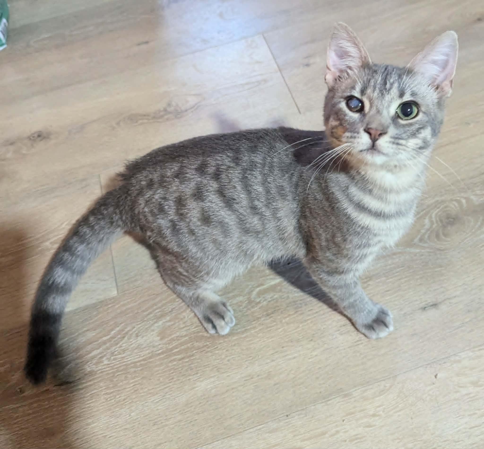 Enlarge Phillip, a ADOPTABLE Domestic Short Hair in Little Falls, MN image 2/5