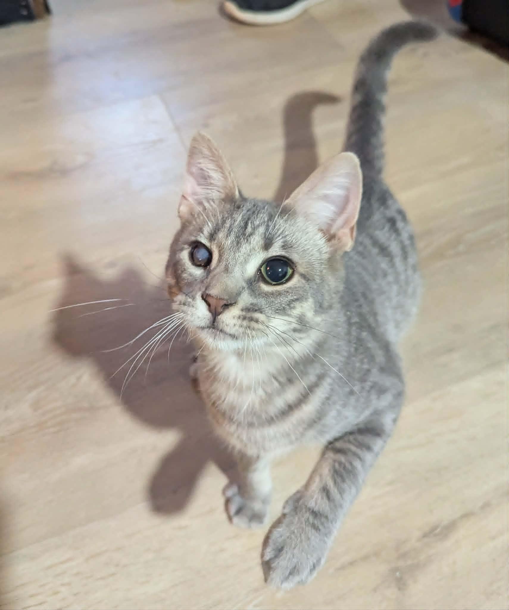 Enlarge Phillip, a ADOPTABLE Domestic Short Hair in Little Falls, MN image 1/5
