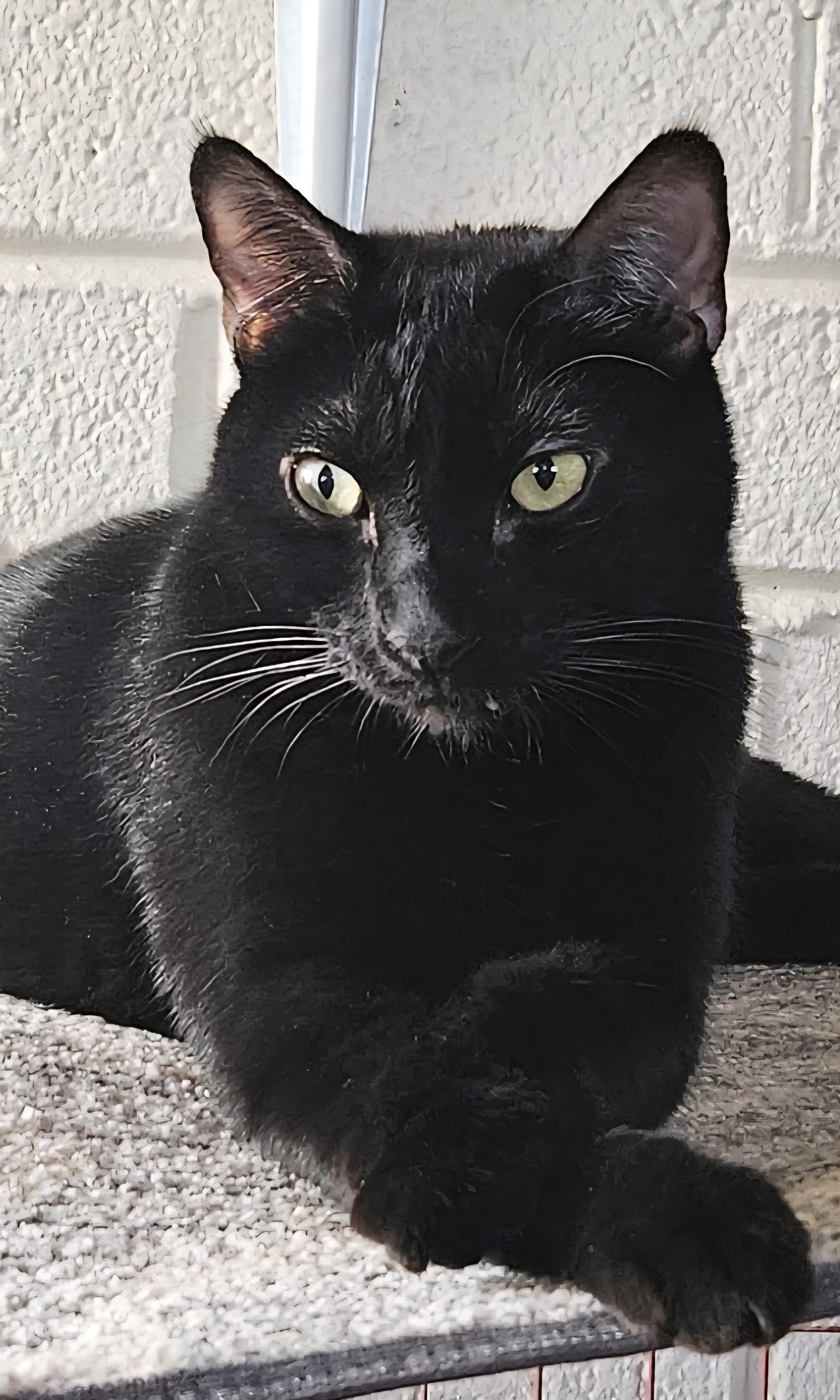 Enlarge Panther Boy, a ADOPTABLE Domestic Short Hair in Scottsdale, AZ image 3/5