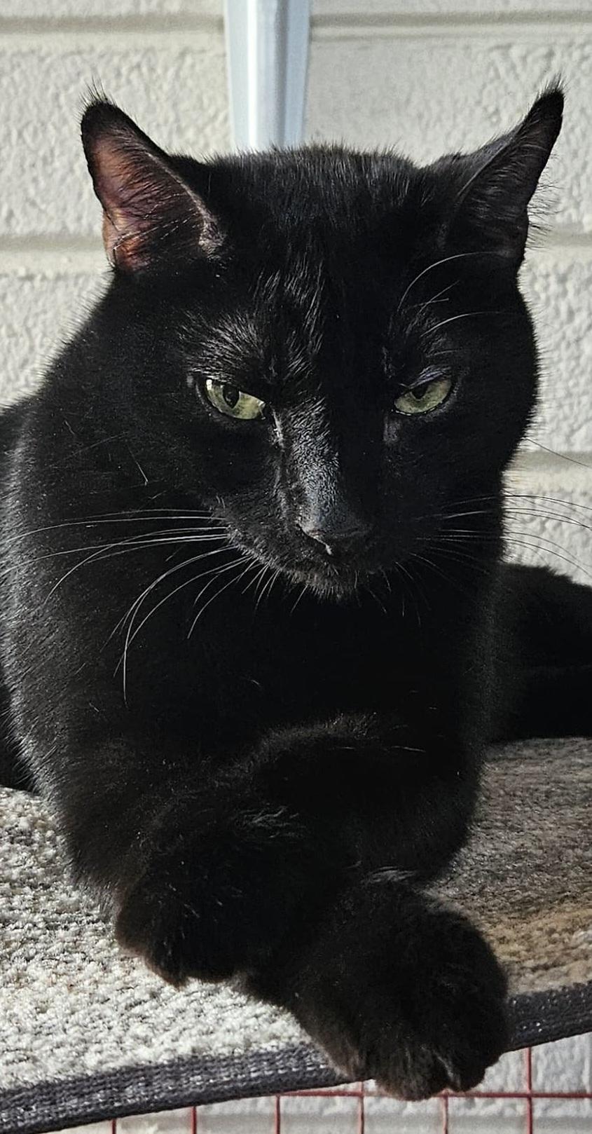 Enlarge Panther Boy, a ADOPTABLE Domestic Short Hair in Scottsdale, AZ image 5/5