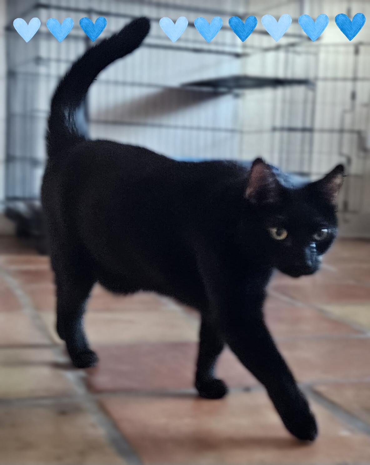 Enlarge Panther Boy, a ADOPTABLE Domestic Short Hair in Scottsdale, AZ image 4/5