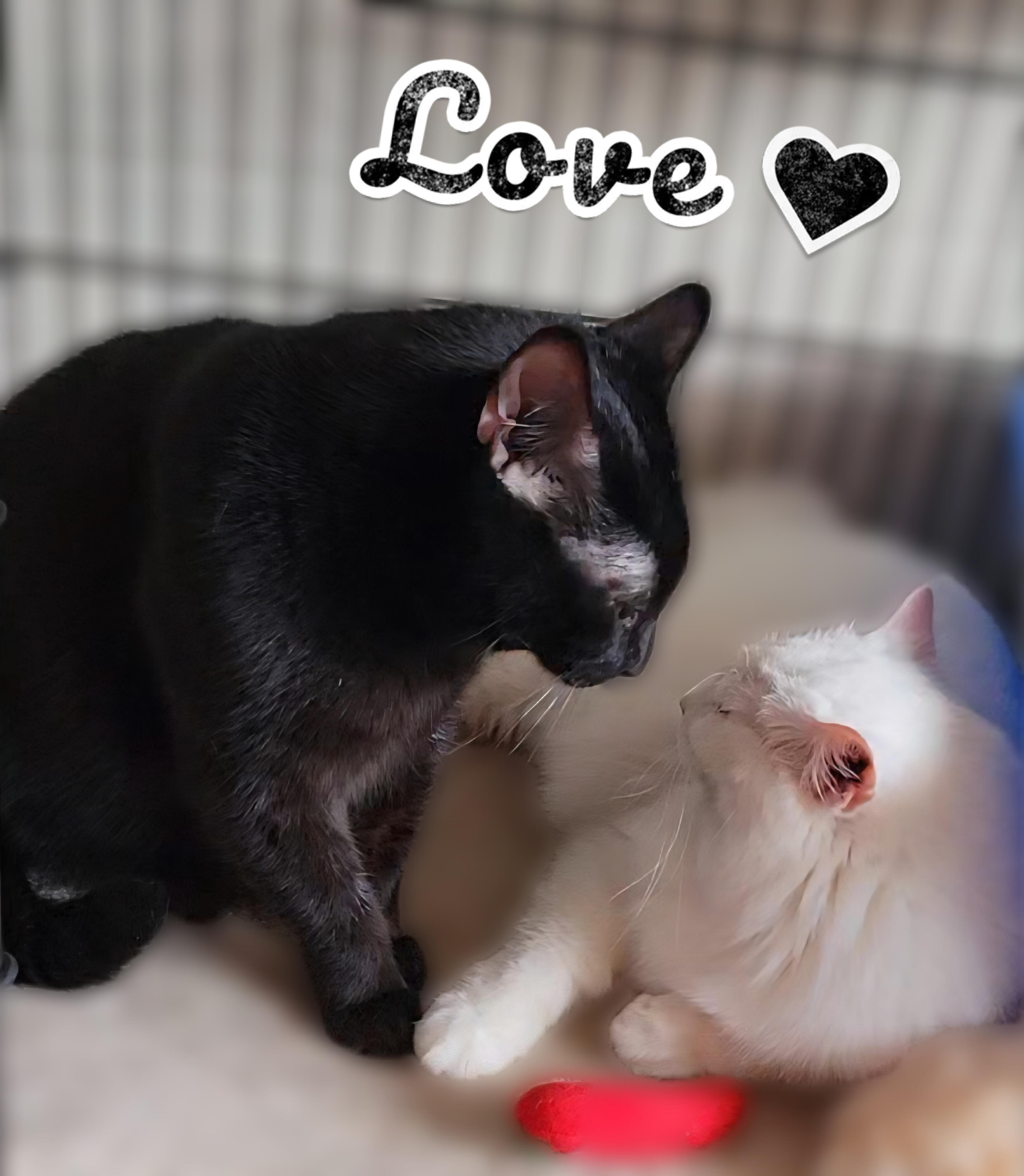 Panther Boy, ADOPTABLE, Adult Male Domestic Short Hair.