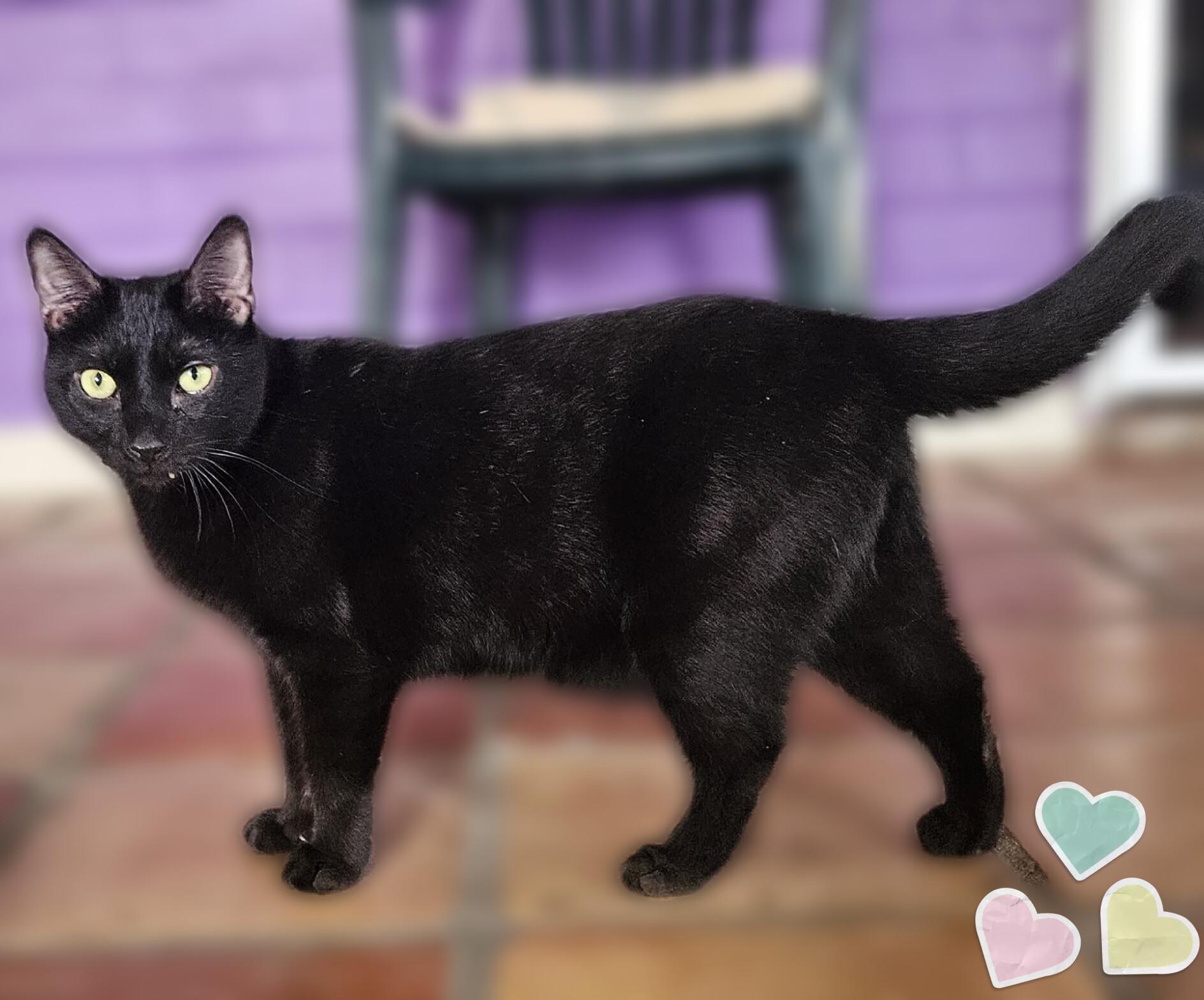 Enlarge Panther Boy, a ADOPTABLE Domestic Short Hair in Scottsdale, AZ image 2/5