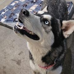 Enlarge Bandita, an adoptable mixed breed in Green Valley, AZ image 5/6