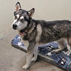 Enlarge Bandita, an adoptable mixed breed in Green Valley, AZ image 4/6