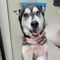 Enlarge Bandita, an adoptable mixed breed in Green Valley, AZ image 6/6