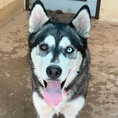 Bandita, adoptable, Young Female Husky.