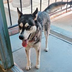 Enlarge Bandita, an adoptable mixed breed in Green Valley, AZ image 2/6
