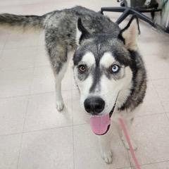 Enlarge Bandita, an adoptable mixed breed in Green Valley, AZ image 3/6