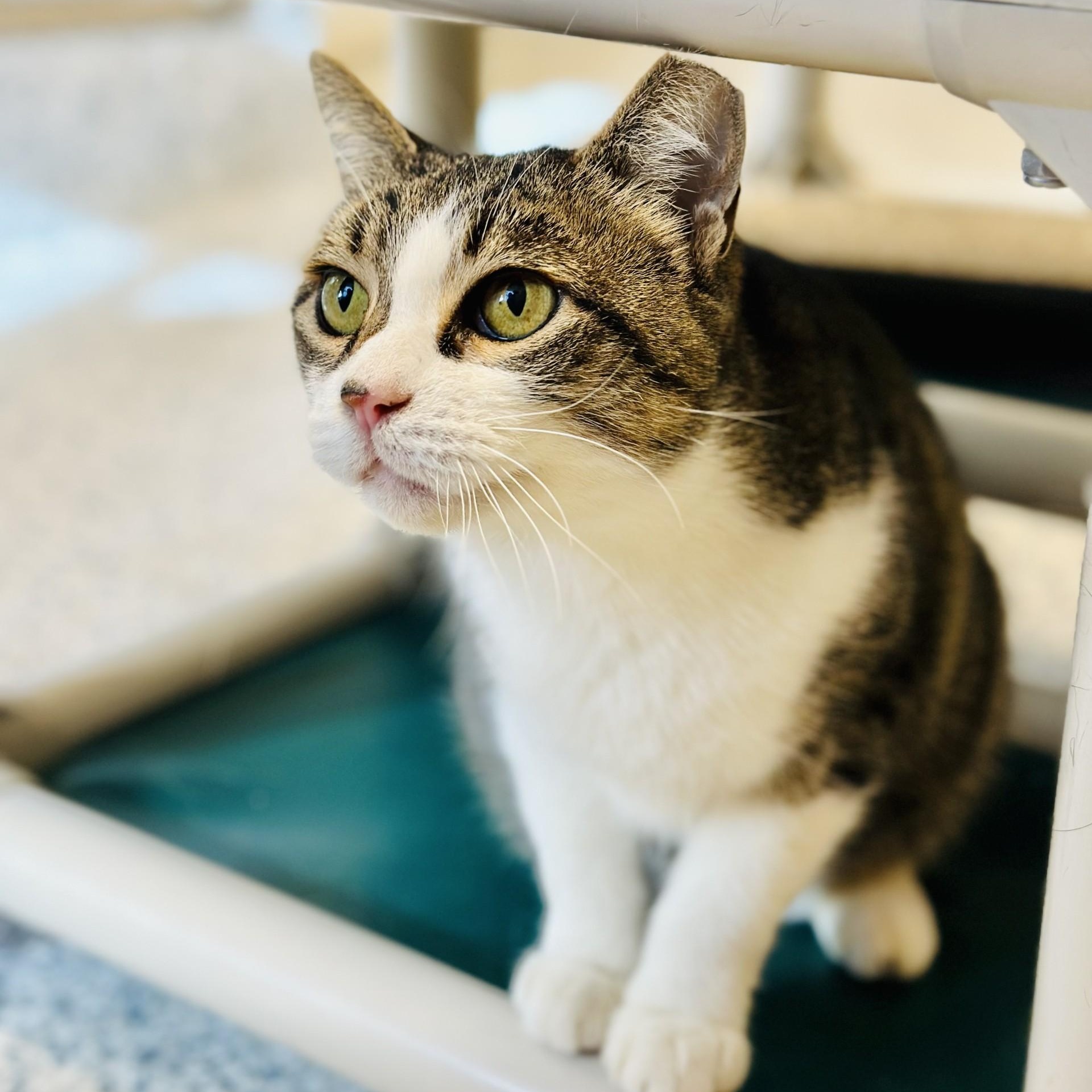 Enlarge Clara , a ADOPTABLE Domestic Short Hair in Manahawkin, NJ image 1/2