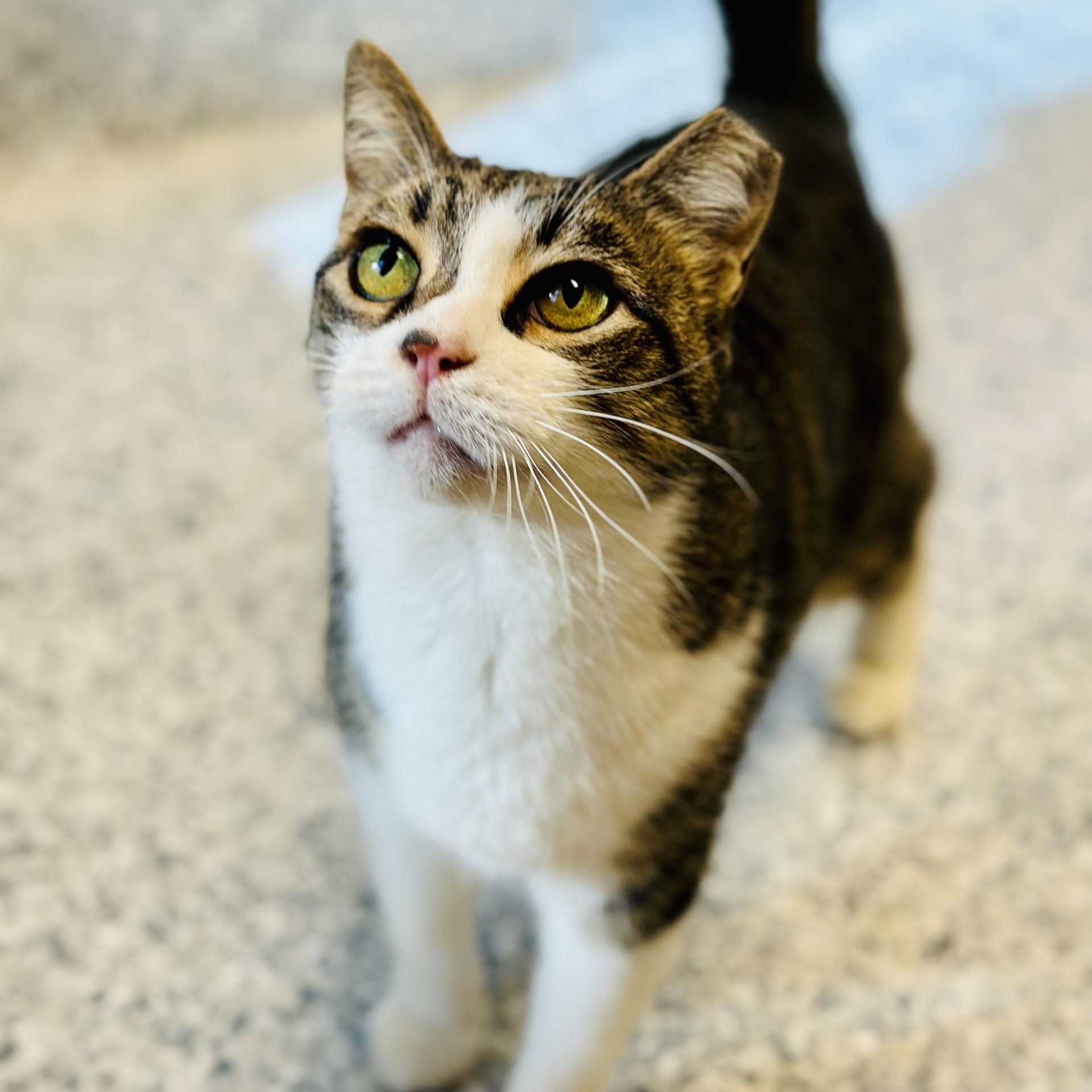 Enlarge Clara , a ADOPTABLE Domestic Short Hair in Manahawkin, NJ image 2/2