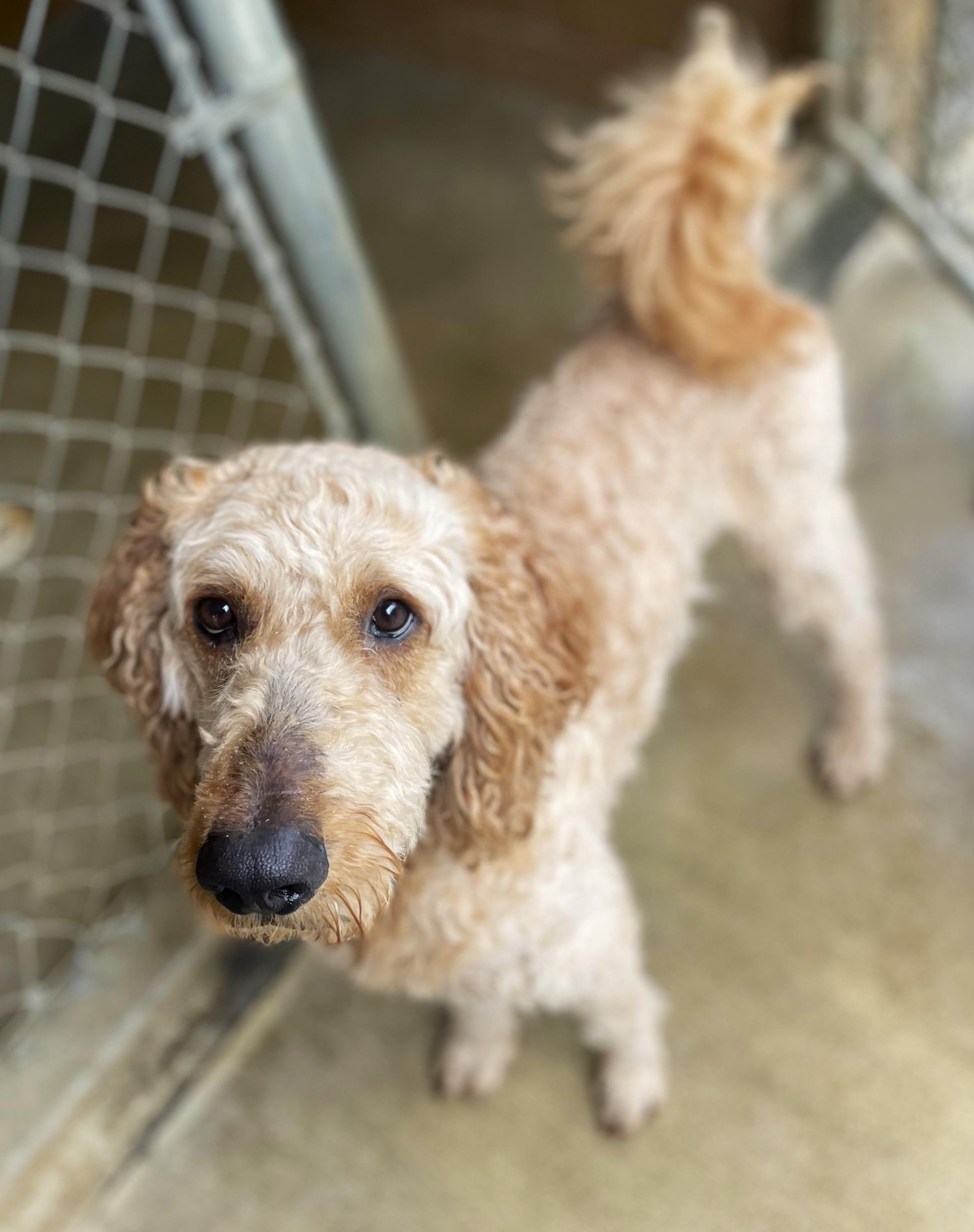 Enlarge Joey - Bonded Pair with Heart, a Adoptable mixed breed in Hoquiam, WA image 6/6