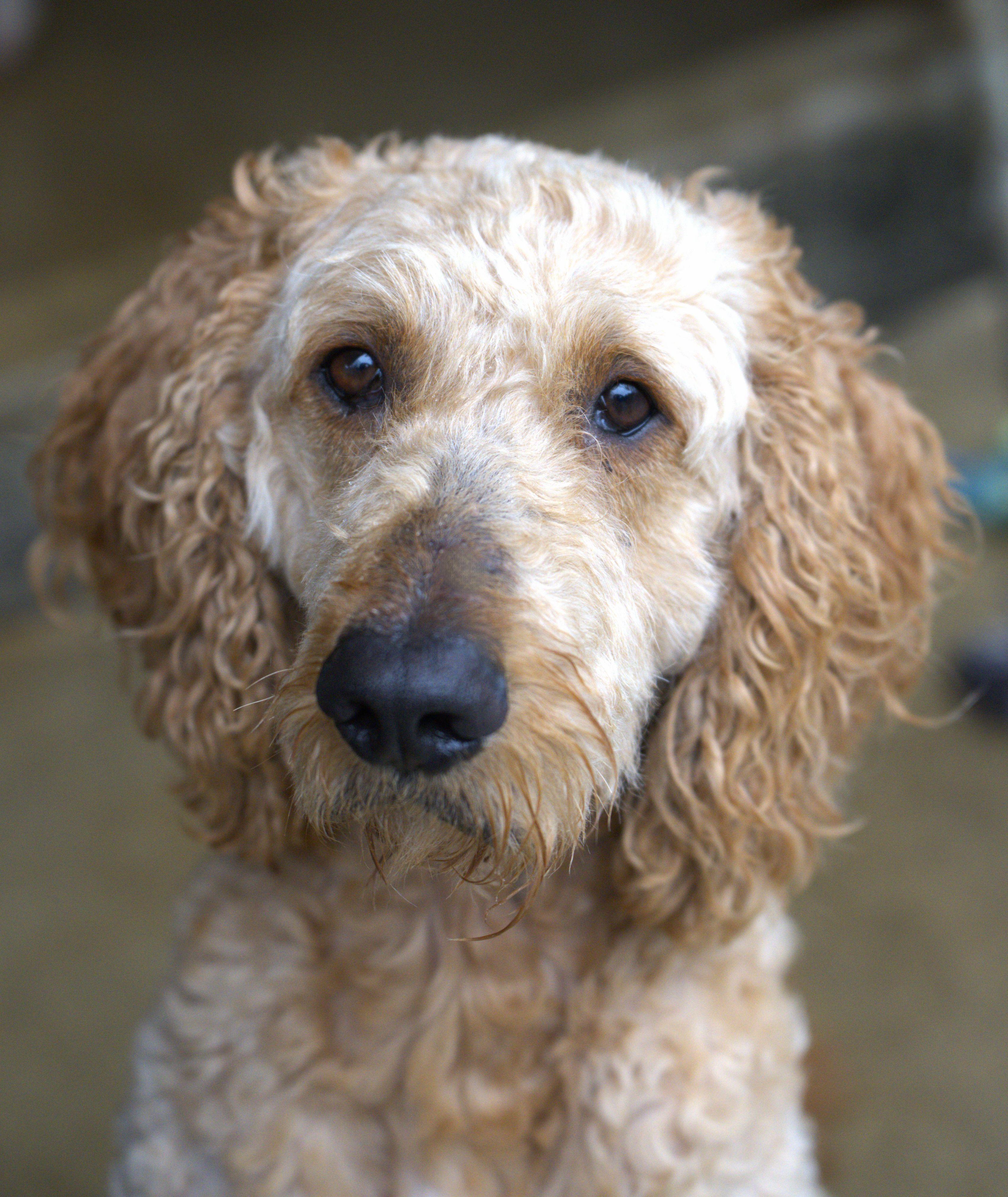 Joey - Bonded Pair with Heart, Adoptable, Adult Male Goldendoodle.