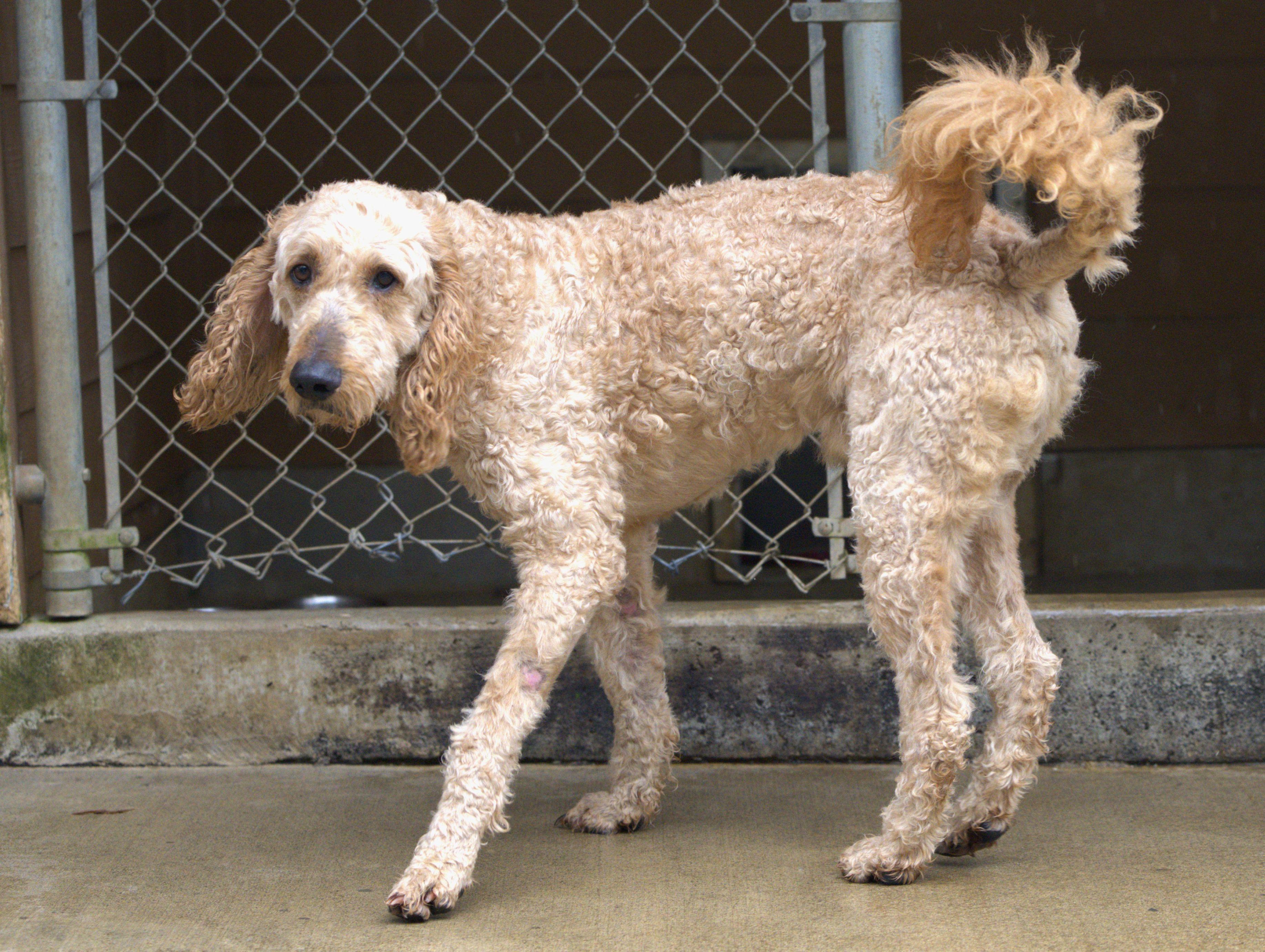 Enlarge Joey - Bonded Pair with Heart, a Adoptable mixed breed in Hoquiam, WA image 5/6