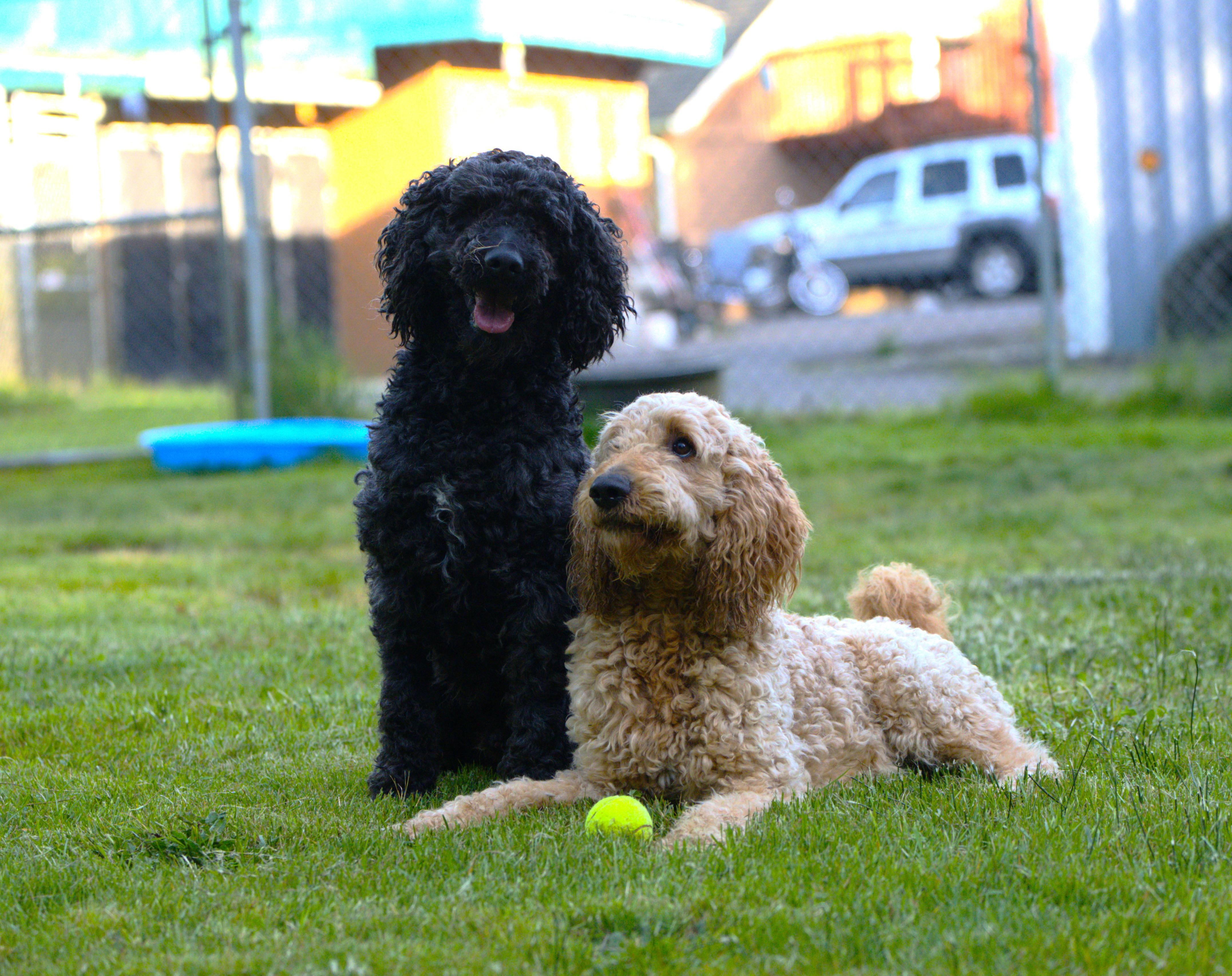 Enlarge Joey - Bonded Pair with Heart, a Adoptable mixed breed in Hoquiam, WA image 6/6