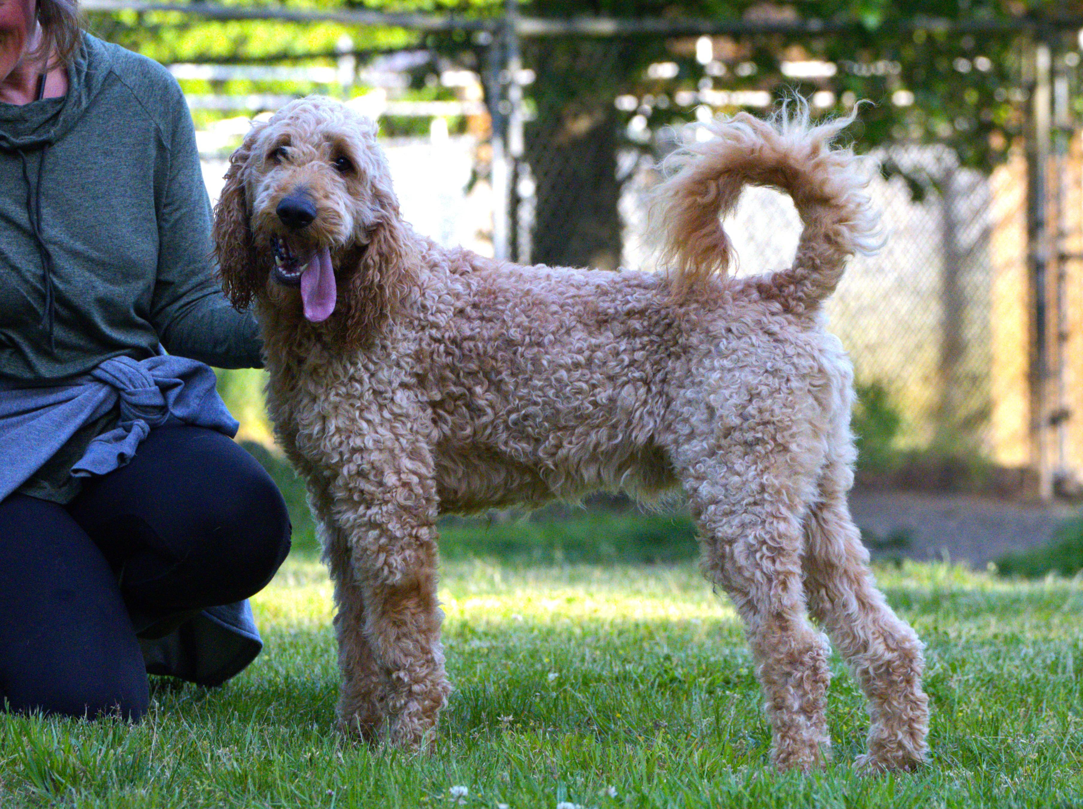 Enlarge Joey - Bonded Pair with Heart, a Adoptable mixed breed in Hoquiam, WA image 2/6