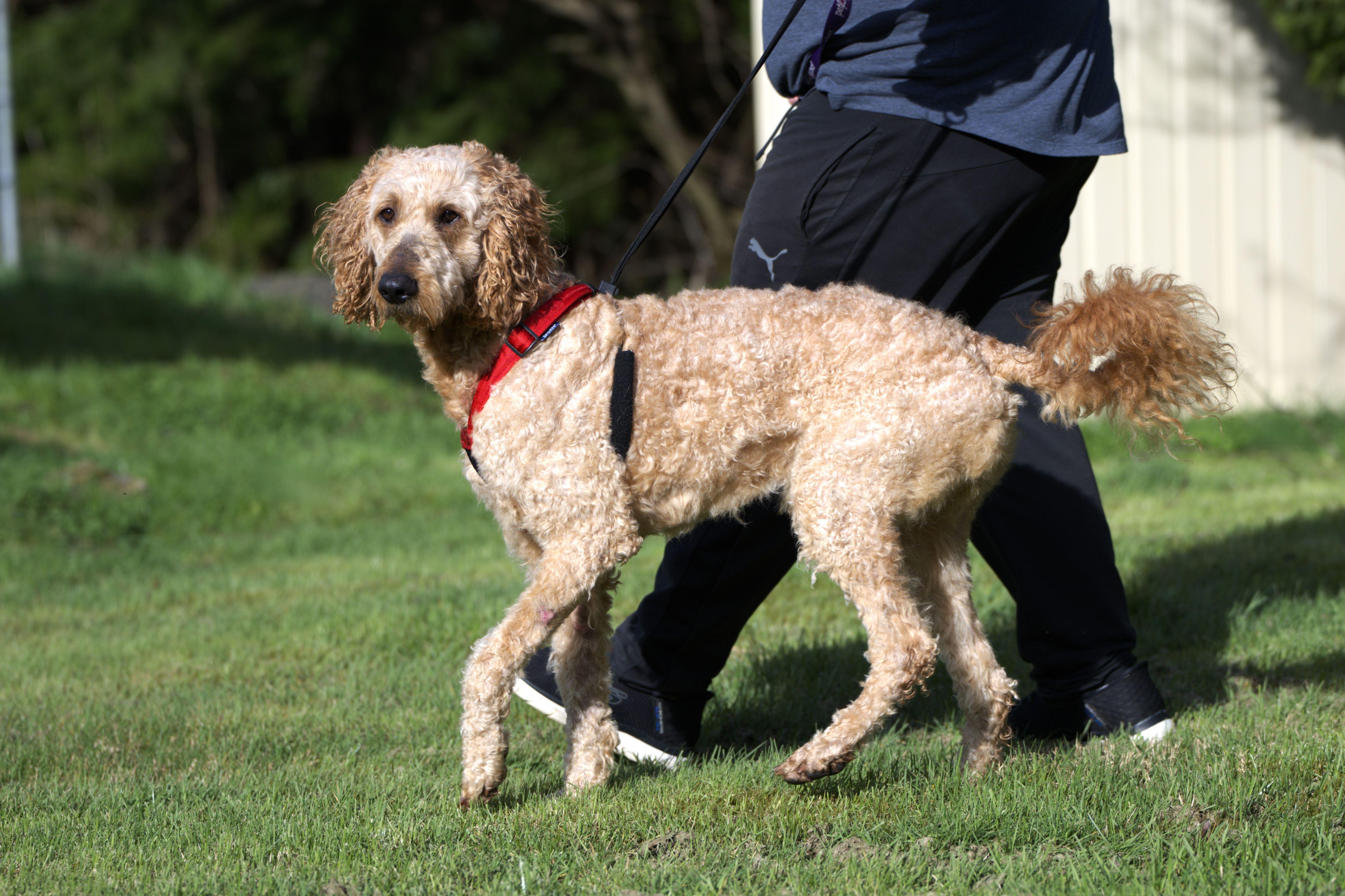 Enlarge Joey - Bonded Pair with Heart, a Adoptable mixed breed in Hoquiam, WA image 2/6