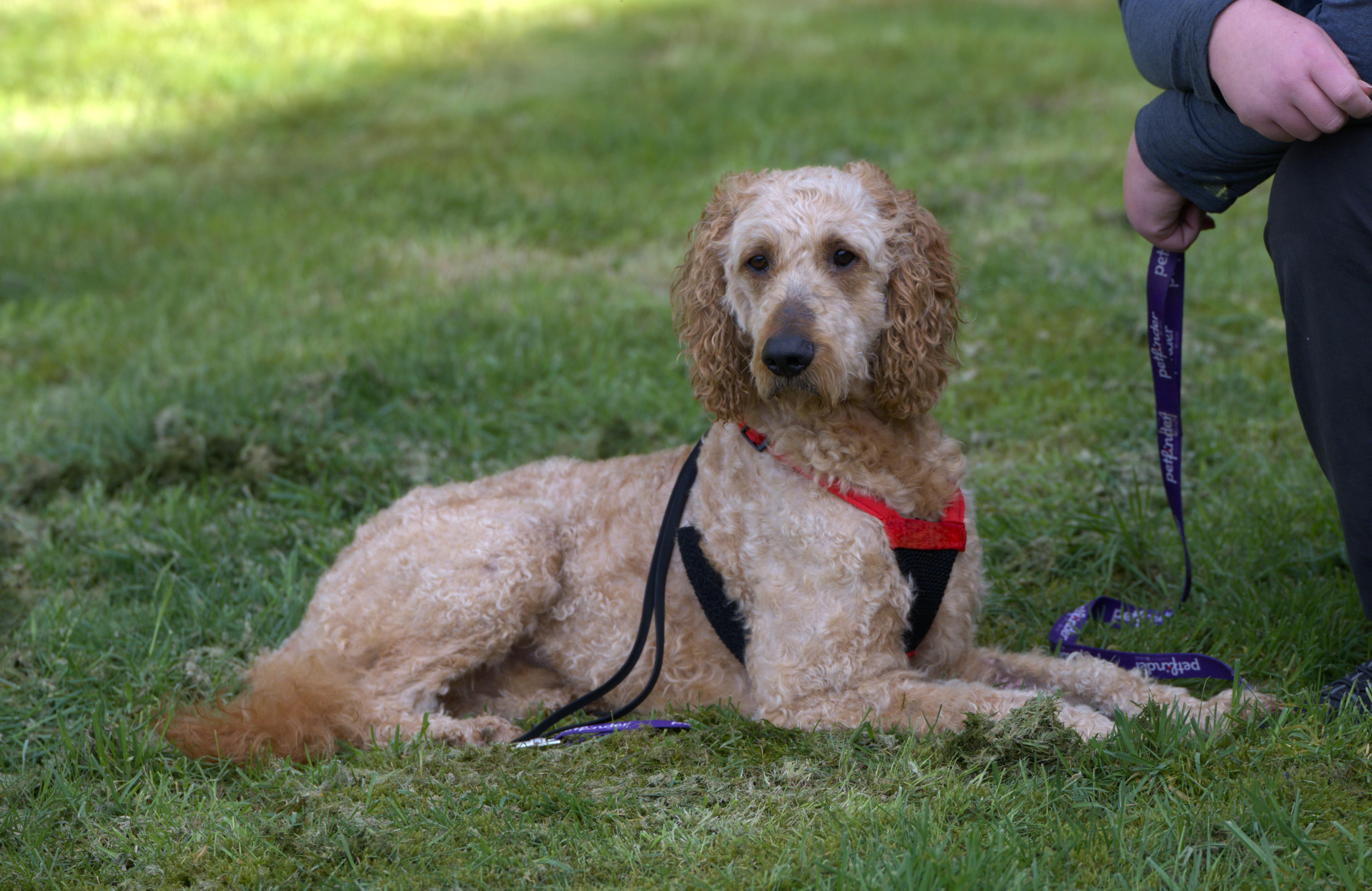 Enlarge Joey - Bonded Pair with Heart, a Adoptable mixed breed in Hoquiam, WA image 3/6